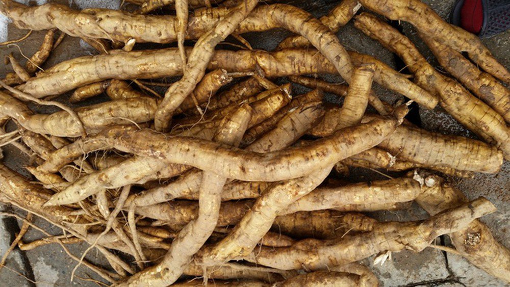 sắn dây chữa bệnh y duoc thai nguyen