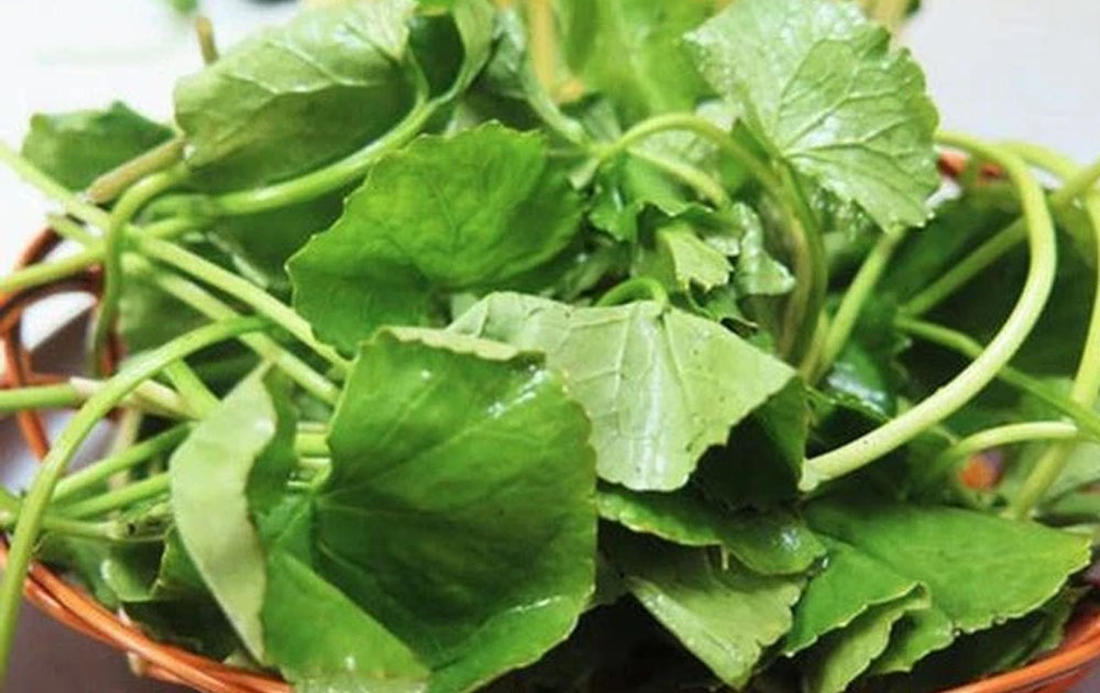 rau má giải nhiệt chữa bệnh y duoc thai nguyen