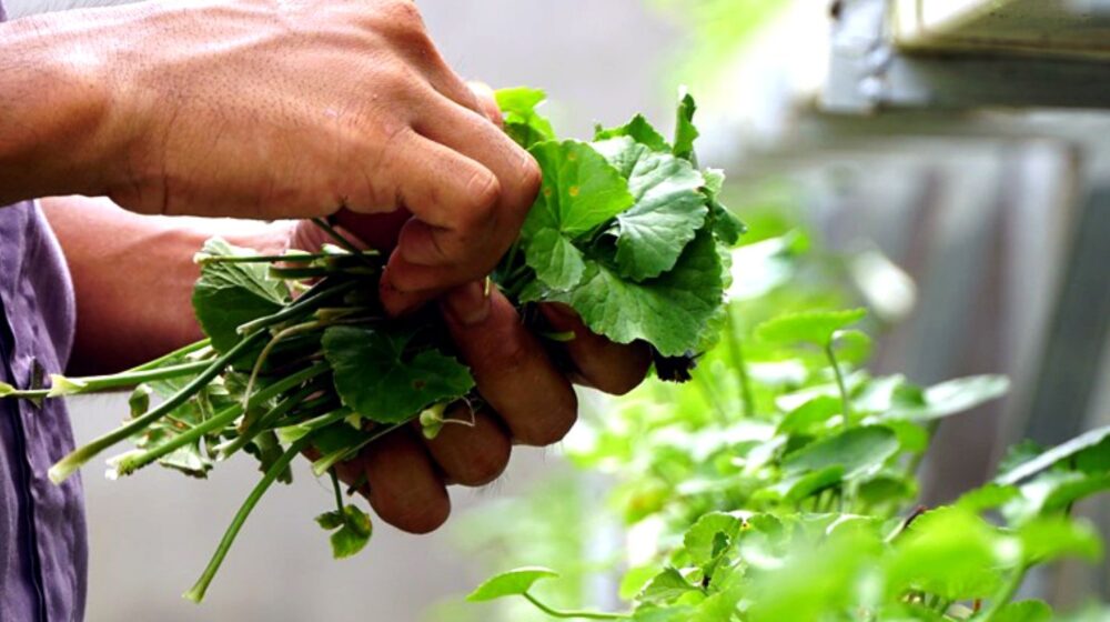rau má giải nhiệt chữa bệnh y duoc thai nguyen