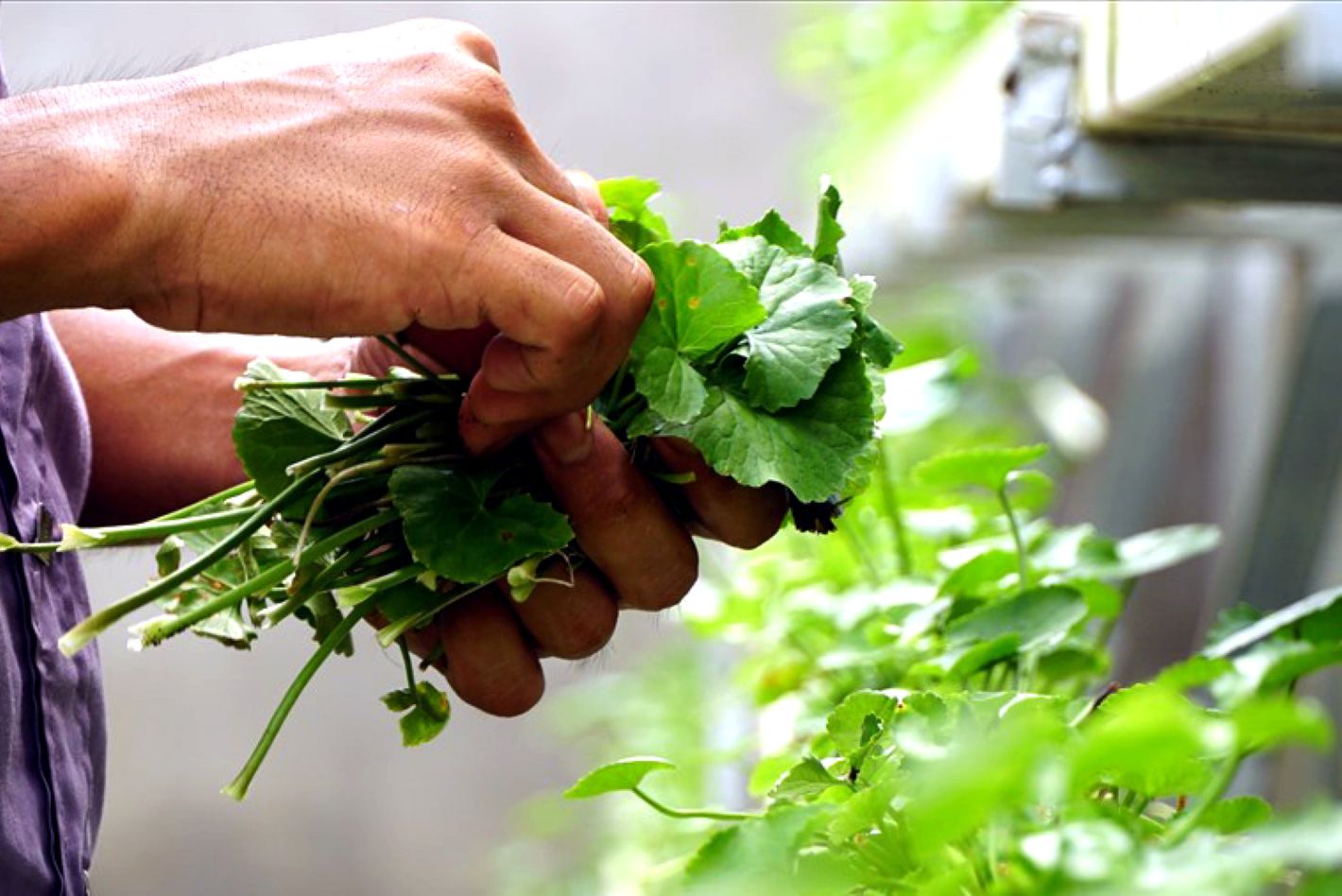 rau má giải nhiệt chữa bệnh y duoc thai nguyen