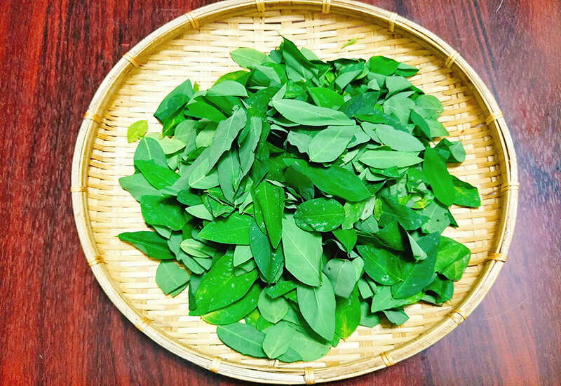 rau ngót chữa bệnh y duoc thai nguyen