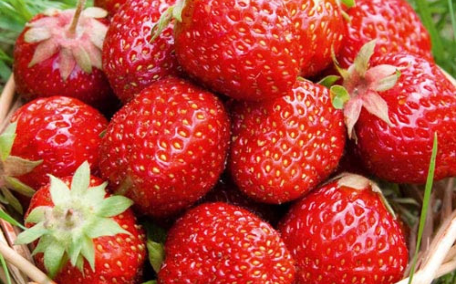 thực phẩm giàu vitamin C hơn cam y duoc thai nguyen
