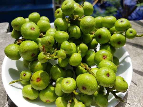 cây sung chữa bệnh y duoc thai nguyen