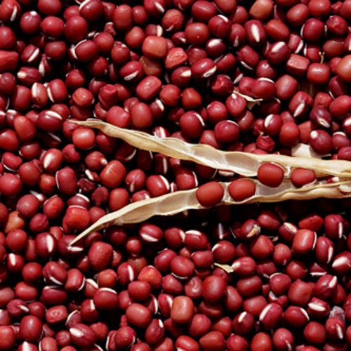 đậu đỏ nhỏ chữa bệnh y duoc thai nguyen